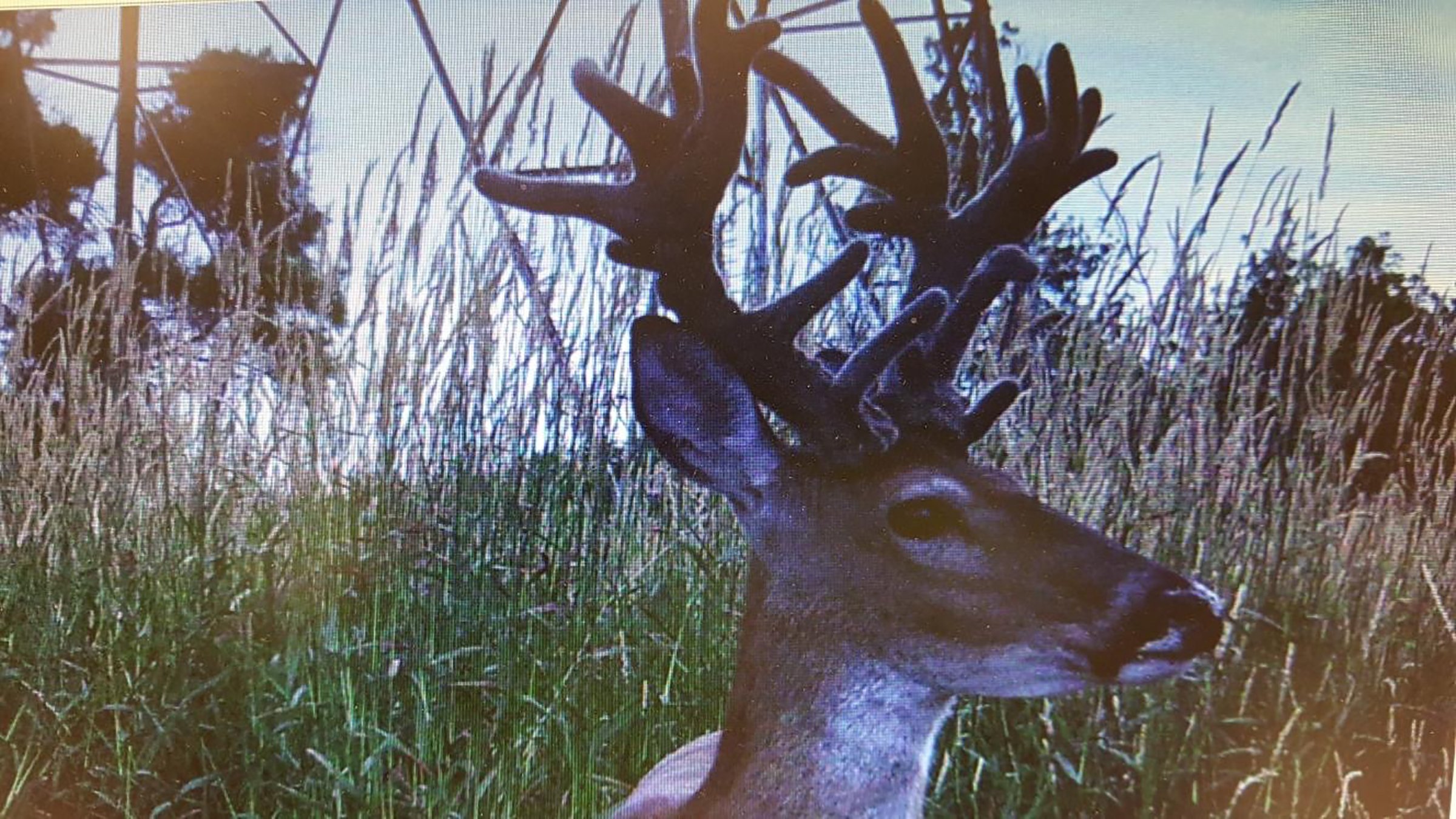 Lake County, Indiana wildlife caught - LAND AUCTION - 147+/- ACRES OFFERED IN 3 TRACTS IN LAKE COUNTY, INDIANA